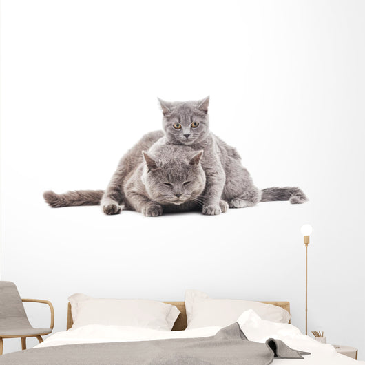 Two Gray Cat Wall Decal