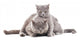Two Gray Cat Wall Decal