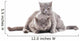 Two Gray Cat Wall Decal