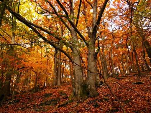 Day Forrest Wall Decal