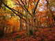 Day Forrest Wall Decal