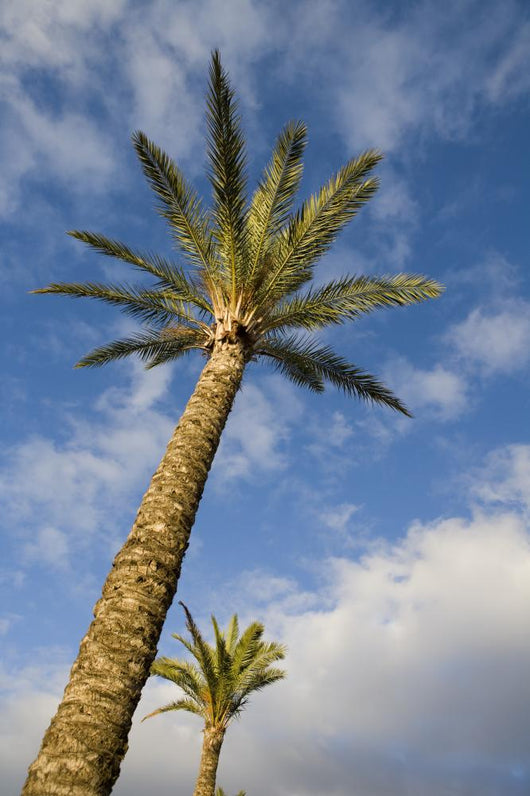 Palm Wall Decal Design 2