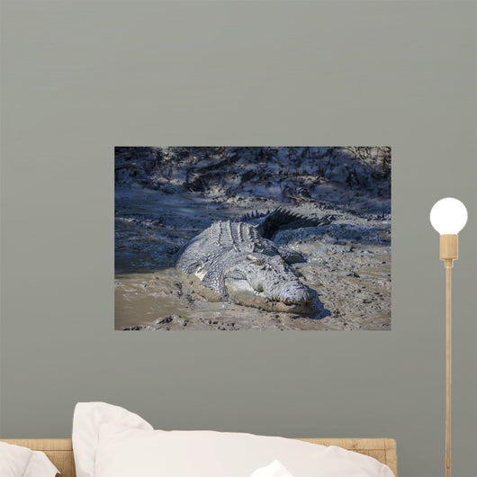 Big Crocodile Named 'Brutus Wall Decal
