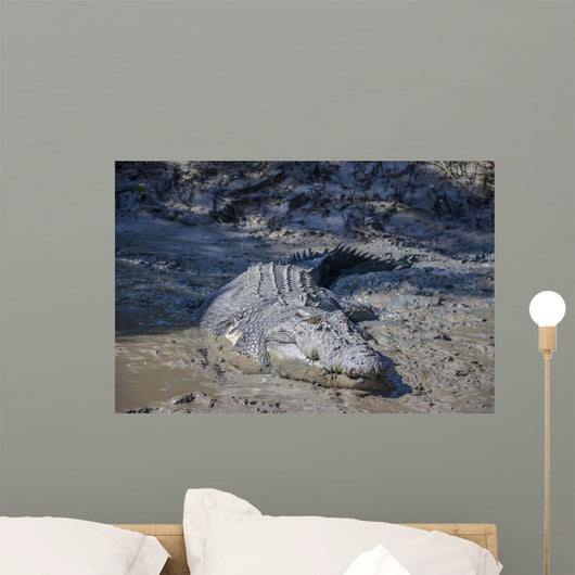Big Crocodile Named 'Brutus Wall Decal