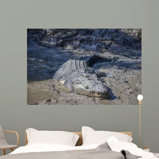 Big Crocodile Named 'Brutus Wall Decal