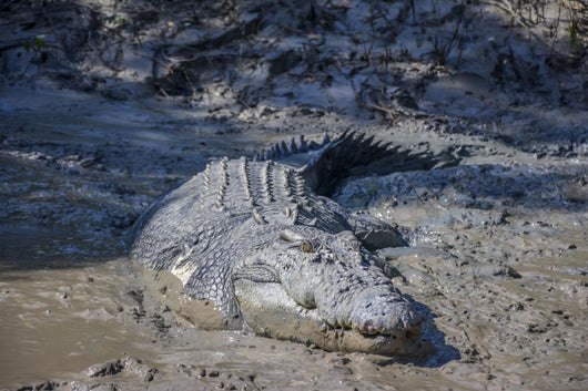Big Crocodile Named 'Brutus Wall Decal