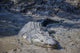 Big Crocodile Named 'Brutus Wall Decal