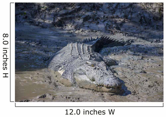 Big Crocodile Named 'Brutus Wall Decal