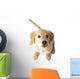 Golden Retriever Puppy Looking-up Wall Decal