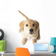 Golden Retriever Puppy Looking-up Wall Decal