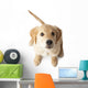 Golden Retriever Puppy Looking-up Wall Decal