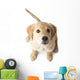Golden Retriever Puppy Looking-up Wall Decal