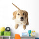 Golden Retriever Puppy Looking-up Wall Decal