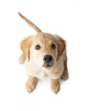 Golden Retriever Puppy Looking-up Wall Decal