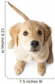 Golden Retriever Puppy Looking-up Wall Decal