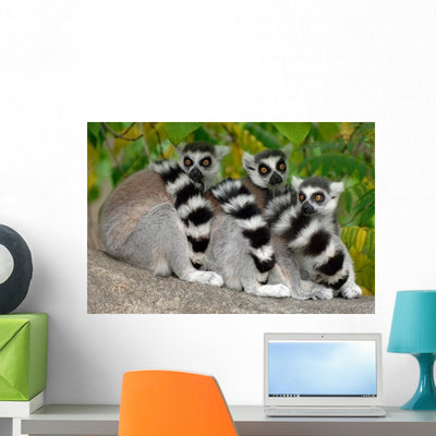 Three Lemurs Wall Decal shown on a wall