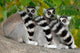 Three Lemurs Wall Decal