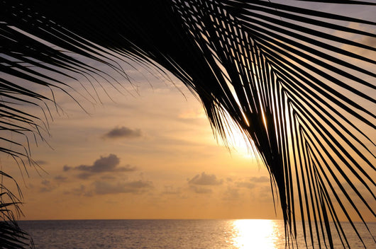 Coconut Palm Tropical Beach Wall Decal