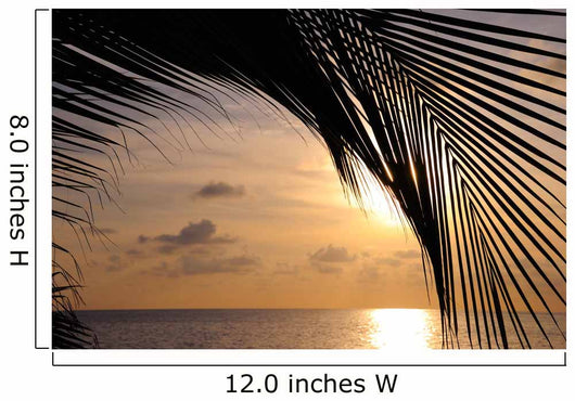 Coconut Palm Tropical Beach Wall Decal