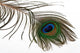 Pfauenfeder Wall Decal