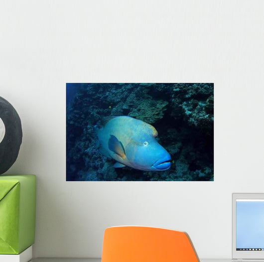 Napoleonfisch Wall Decal