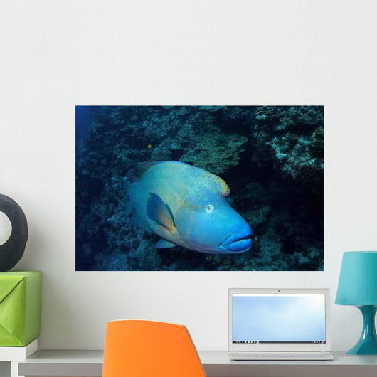 Napoleonfisch Wall Decal