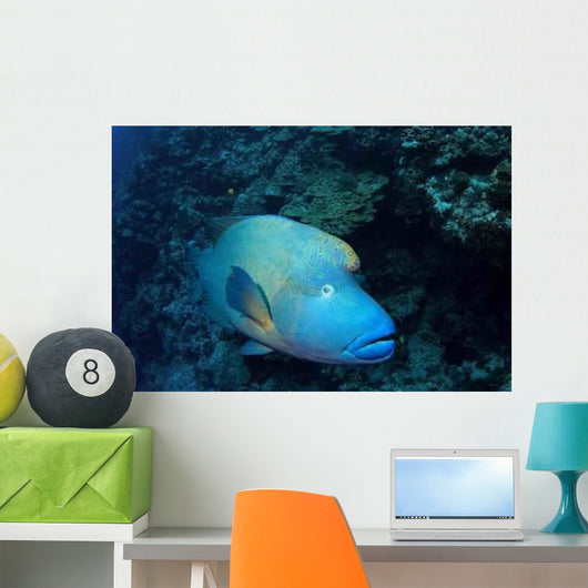 Napoleonfisch Wall Decal