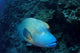 Napoleonfisch Wall Decal