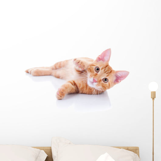 Happy Playing Pet Cat Wall Decal