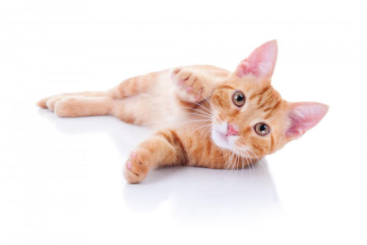 Happy Playing Pet Cat Wall Decal