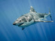 Great White Shark and Wall Decal