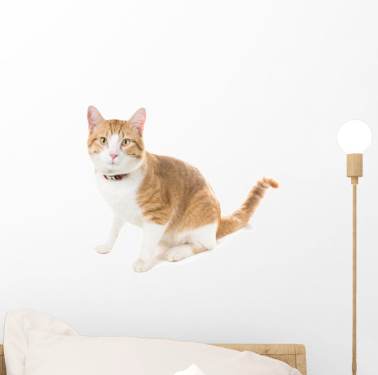 Ginger Cat Sitting Red Wall Decal