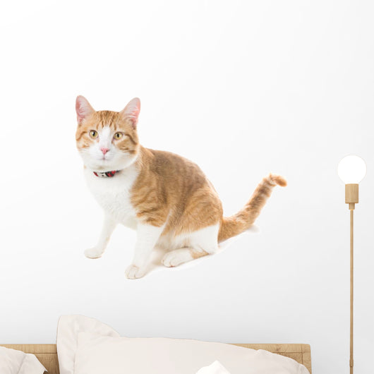 Ginger Cat Sitting Red Wall Decal