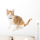 Ginger Cat Sitting Red Wall Decal
