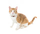 Ginger Cat Sitting Red Wall Decal