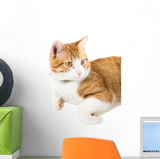 Portrait Lying Ginger Cat Wall Decal