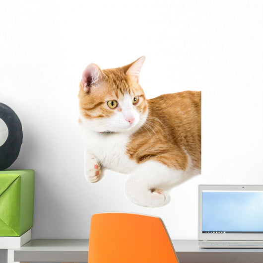 Portrait Lying Ginger Cat Wall Decal