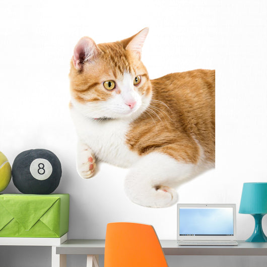 Portrait Lying Ginger Cat Wall Decal