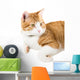Portrait Lying Ginger Cat Wall Decal