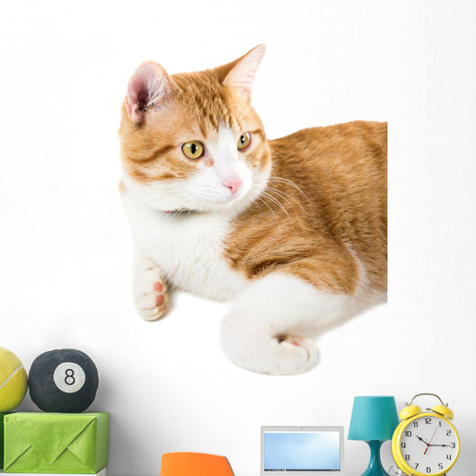 Portrait Lying Ginger Cat Wall Decal