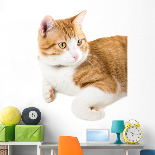 Portrait Lying Ginger Cat Wall Decal