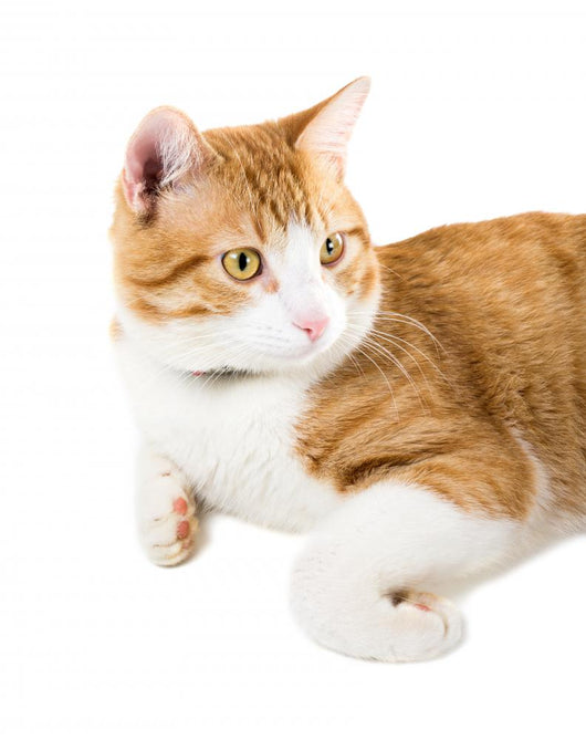 Portrait Lying Ginger Cat Wall Decal