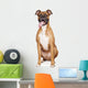 Boxer Dog Sitting Tongue Wall Decal