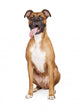 Boxer Dog Sitting Tongue Wall Decal