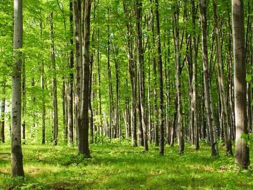 June Forest Wall Decal