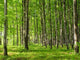 June Forest Wall Decal