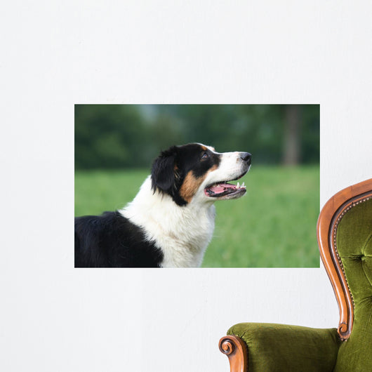 Profil La Tete Du Wall Decal