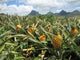 Pineapple field in Mauritius Wall Mural
