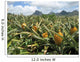 Pineapple field in Mauritius Wall Mural