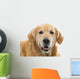 Old Beautiful Golden Retriever Wall Decal